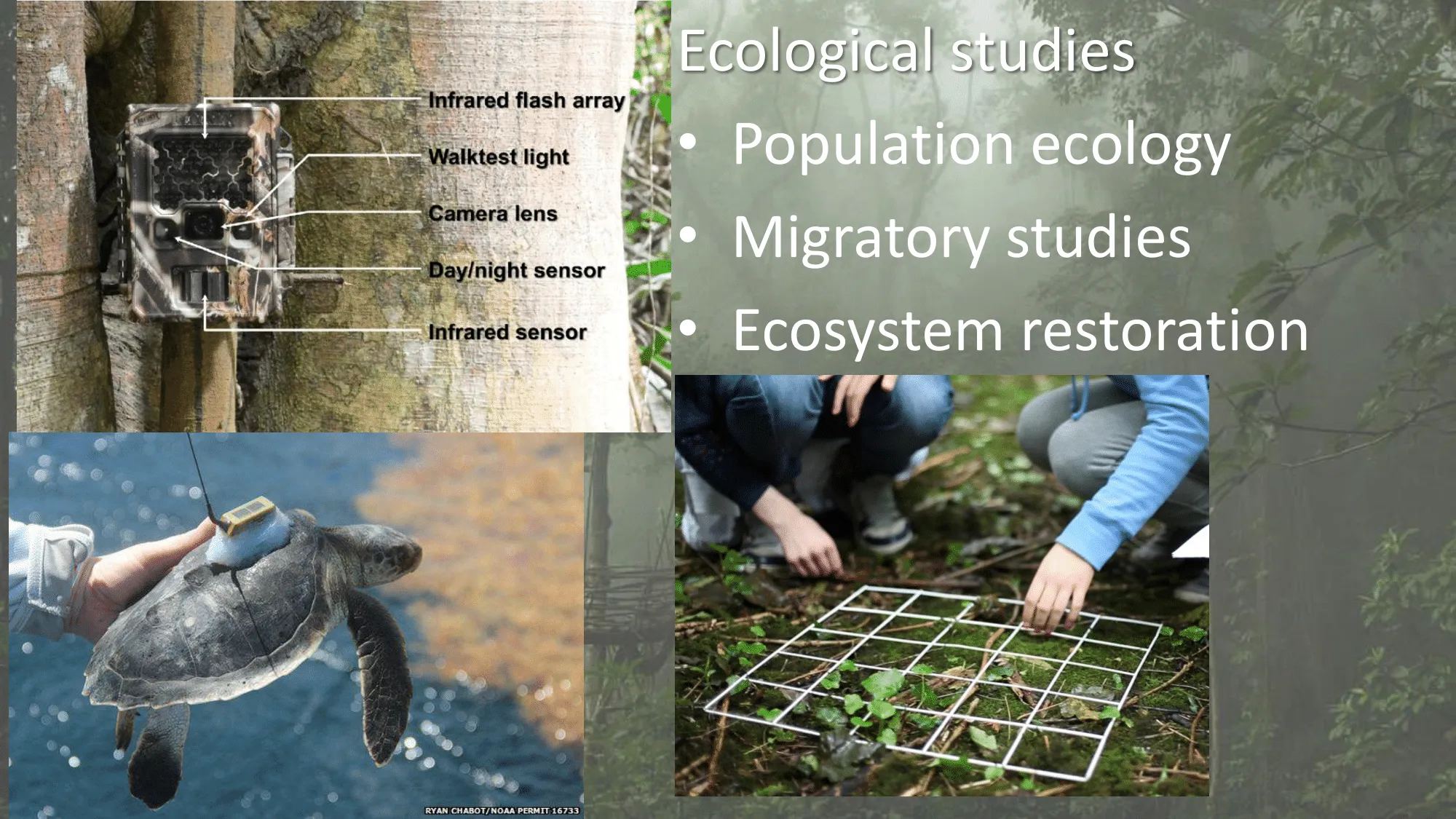 Ecological studies includes population ecology, migration studies and ecosystem restoration