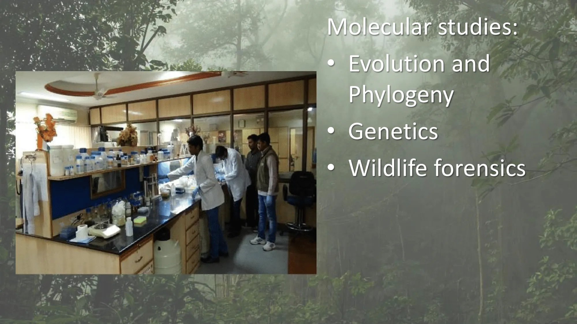 Molecular studies include evolution and phylogeny, genetics and wildlife forensics