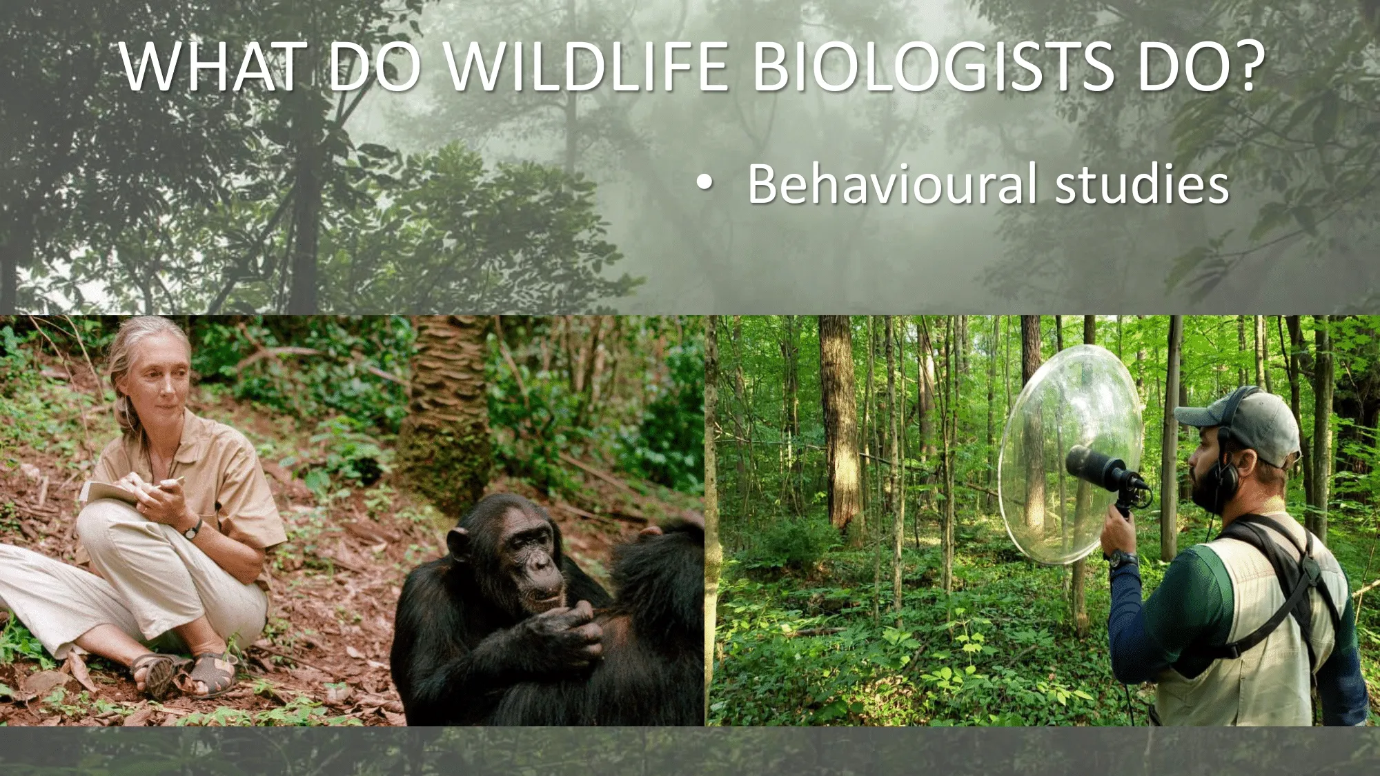 What wildlife biologists do?