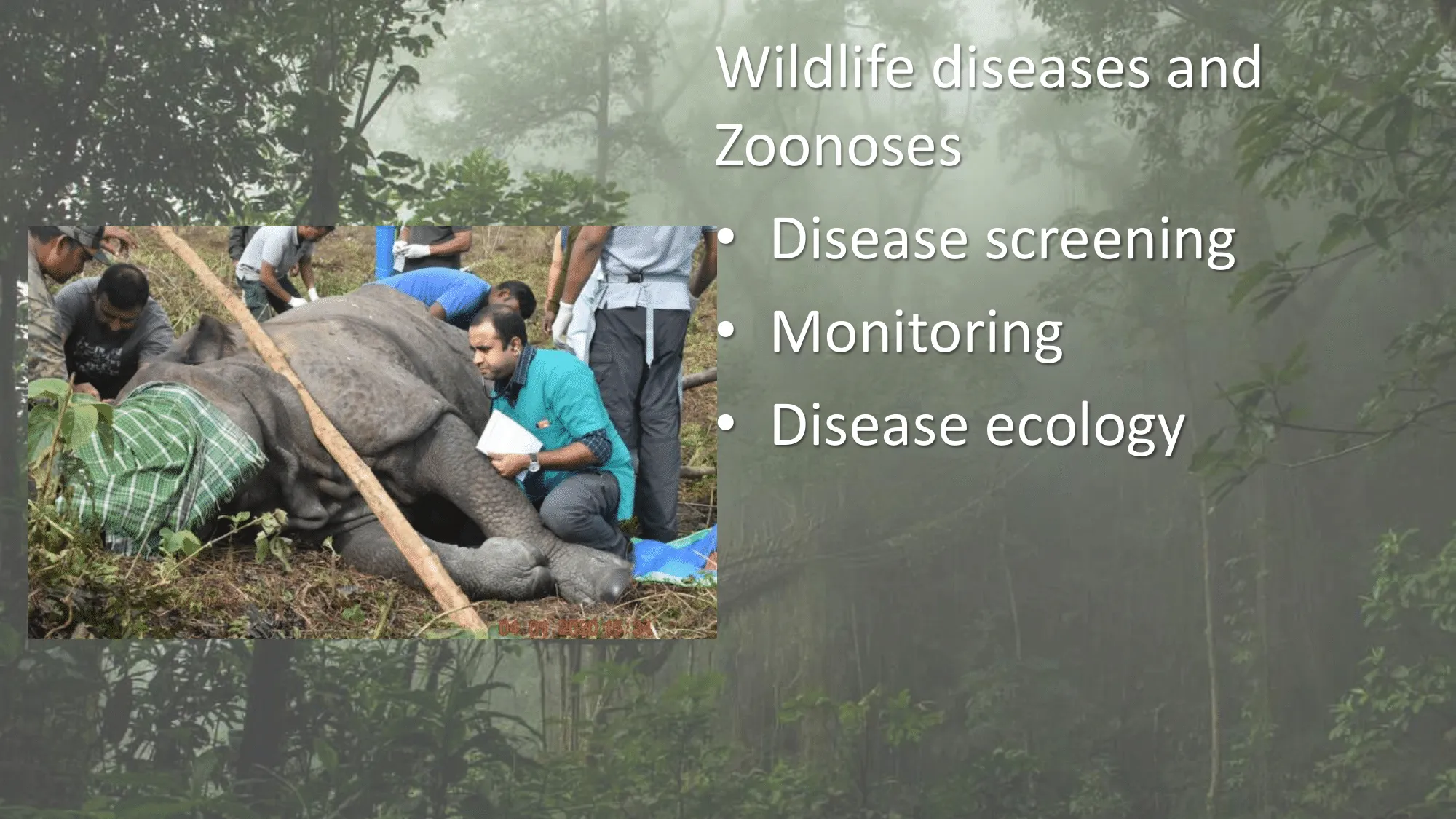 Wildlife diseases and zoonoses