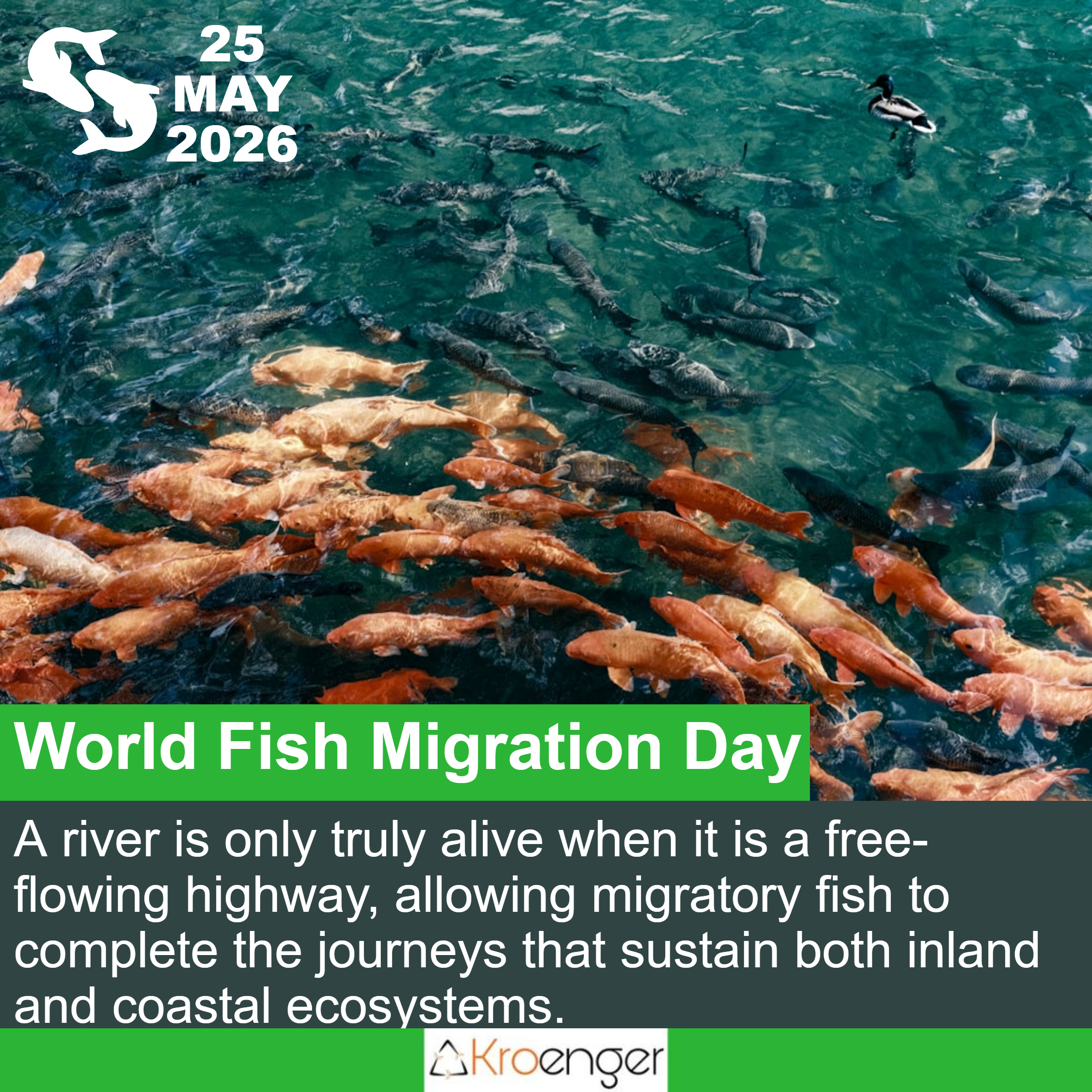 World Fish Migration Day