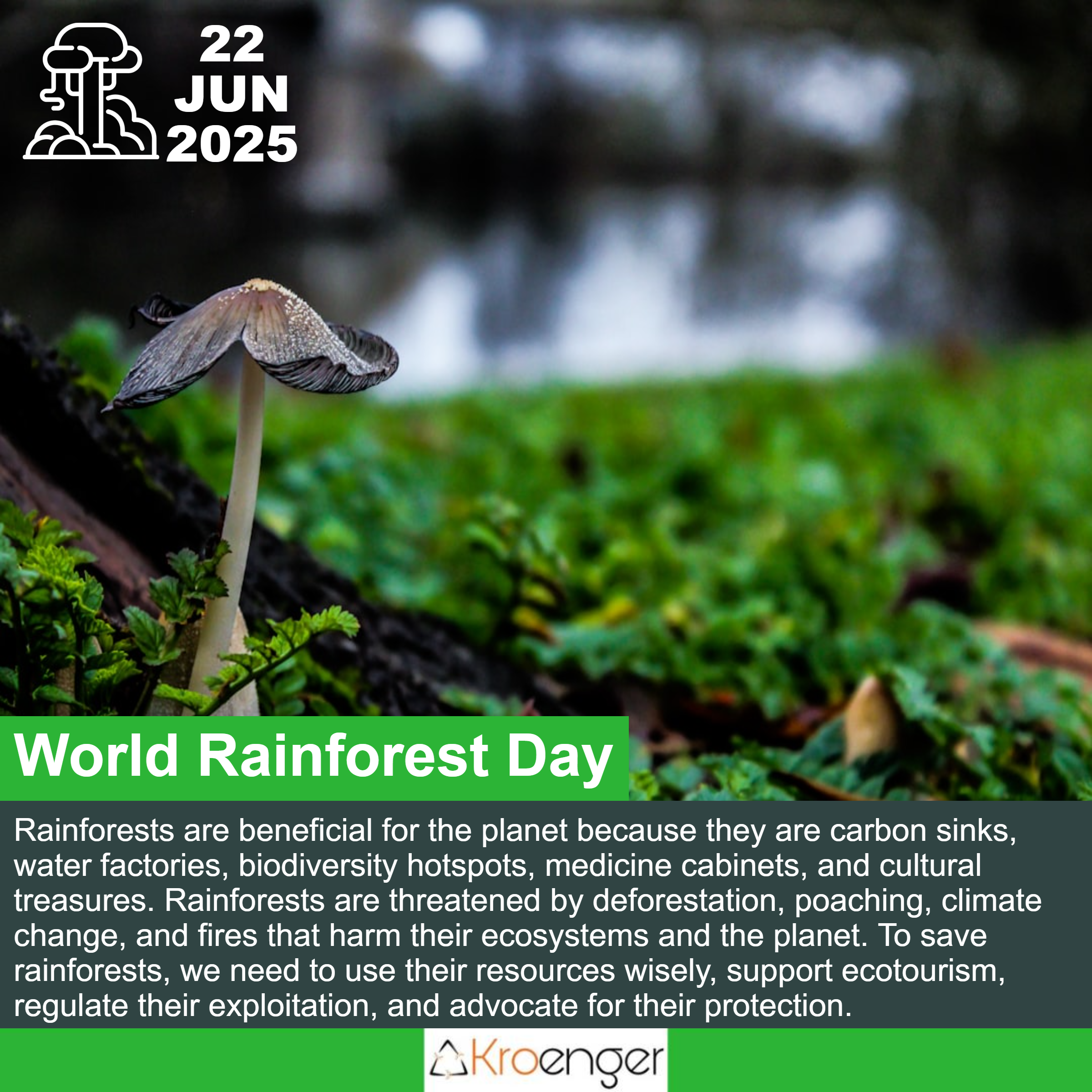 World Rainforest Day
