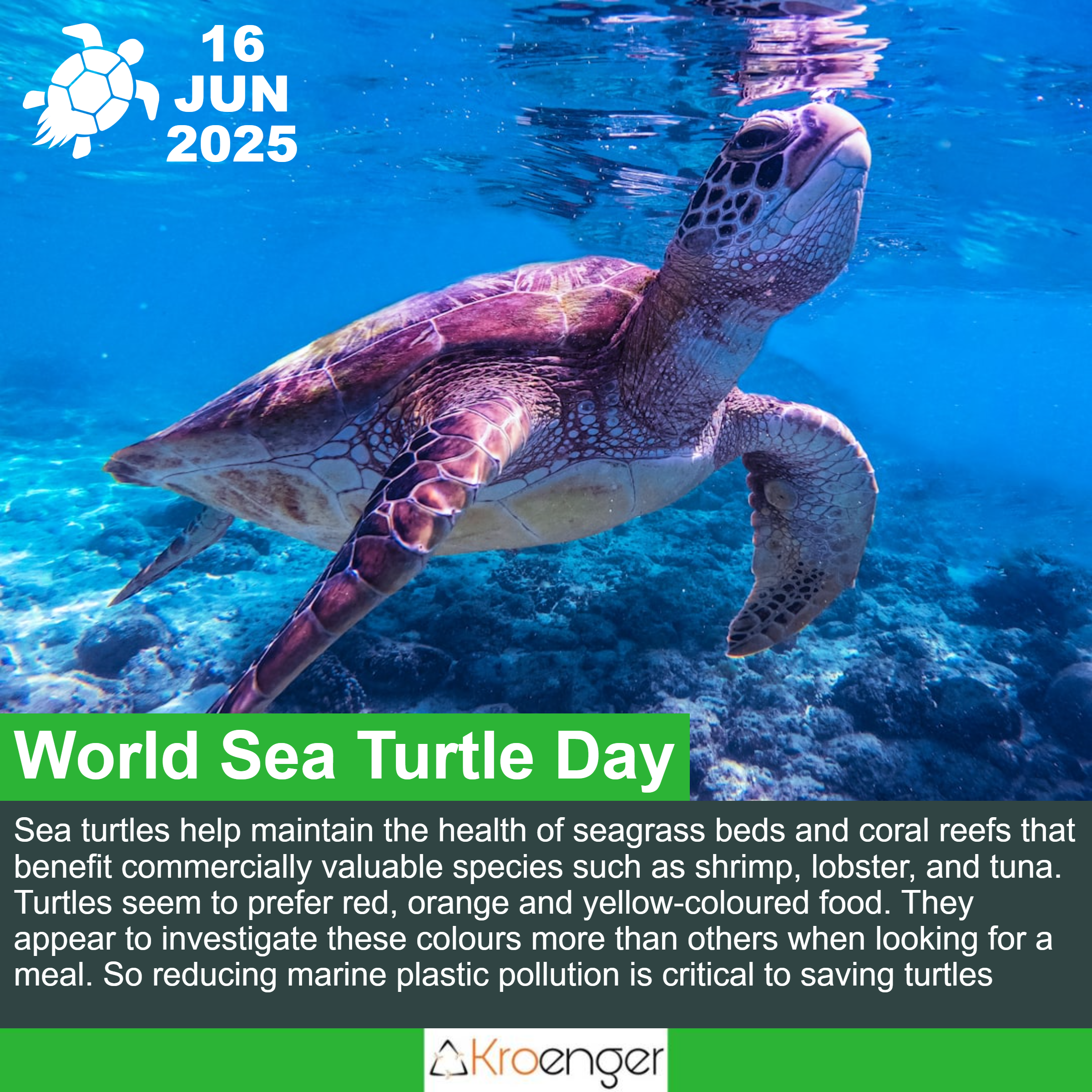 World Sea Turtle Day