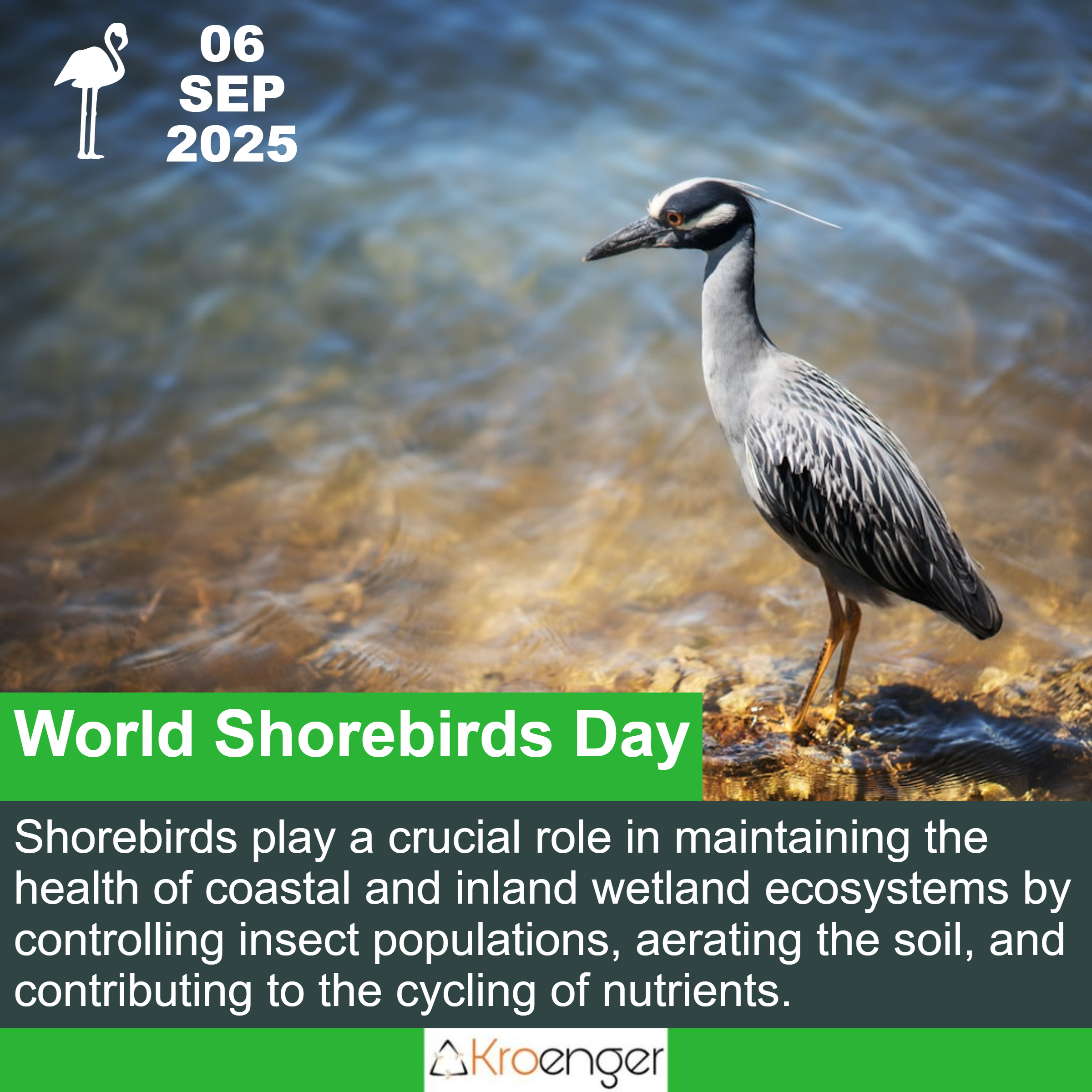 World Shorebirds Day