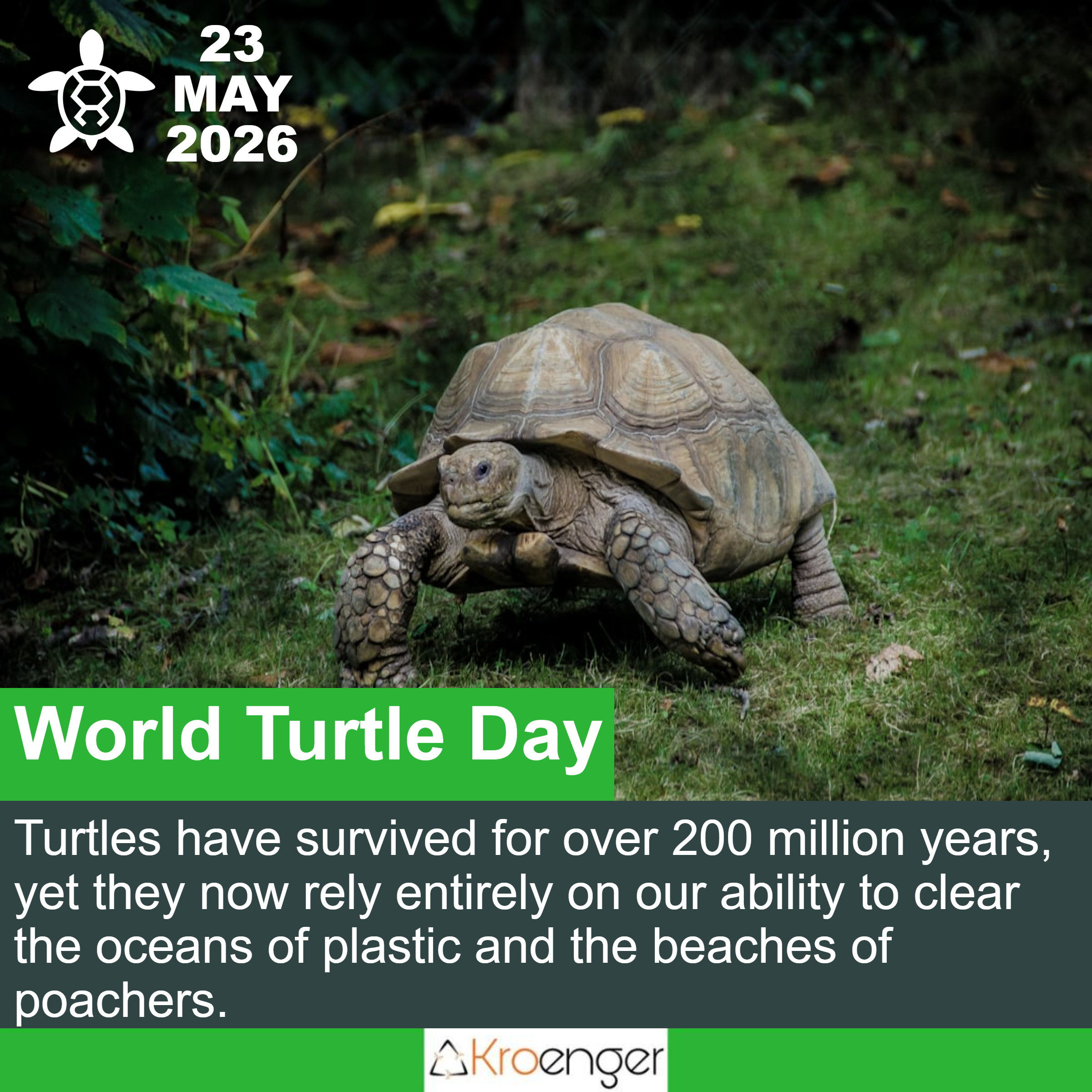 World Turtle Day